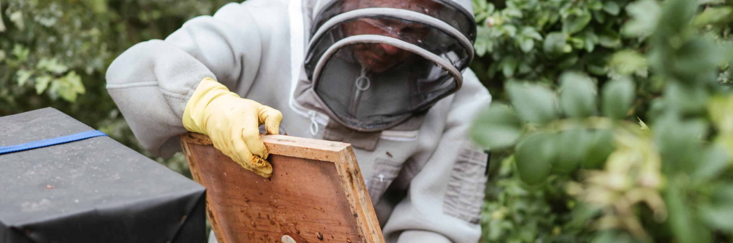Foto di Anete Lusina: https://www.pexels.com/it-it/foto/uomo-del-raccolto-che-raccoglie-miele-nella-zona-della-campagna-5247947/
