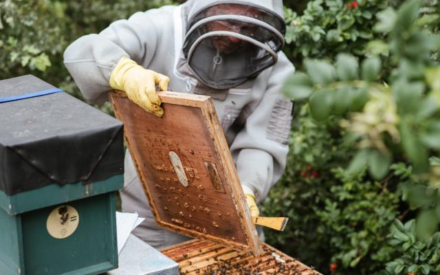 Foto di Anete Lusina: https://www.pexels.com/it-it/foto/uomo-del-raccolto-che-raccoglie-miele-nella-zona-della-campagna-5247947/